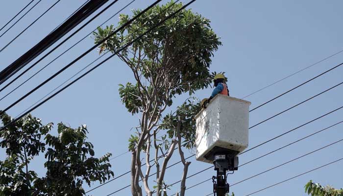 JAGA KEANDALAN: Petugas PLN melakukan pengeprasan pohon agar tak mengganggu jaringan listrik PLN.