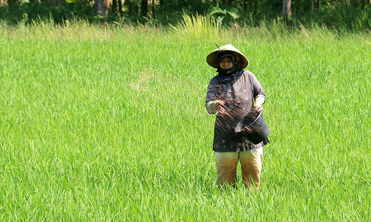 TEBARKAN: Seorang petani asal Kota Pasuruan sedang menebar pupuk di sawah yang tengah digarapnya. Tahun ini, Pemkot Pasuruan memastikan, stok pupuk aman.