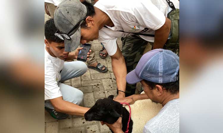 PRAKTIK: Selain teori, peserta studi banding juga mendapat praktik. Salah satunya pemberian suplemen pada kambing.