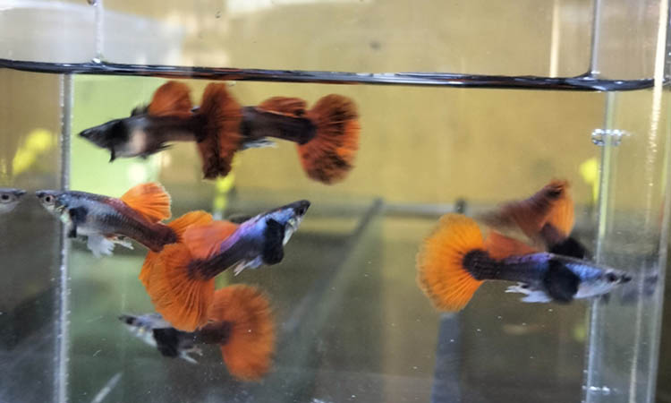CIRI KHAS: Ikan guppy yang dibudidayakan Ainun.
