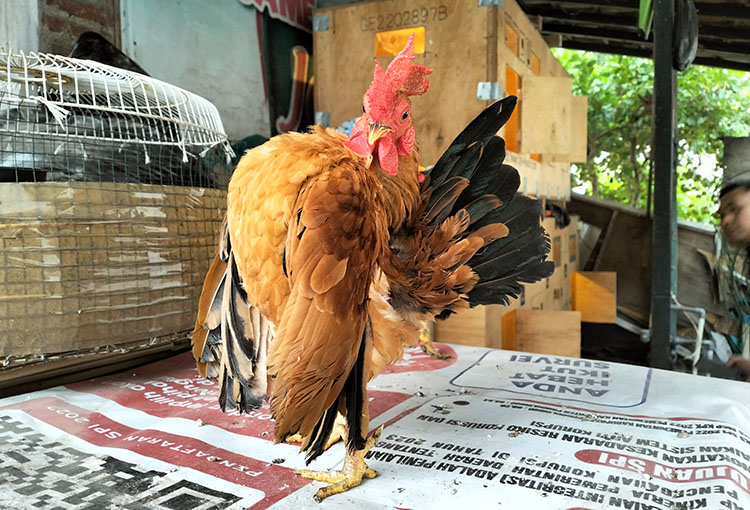 SOMBONG: Salah satu ayam serama peliharaaan Rudy Romadhona, terlihat membusungkan dada alias sombong. Semakin sombong, ayam jenis ini akan makin mahal.