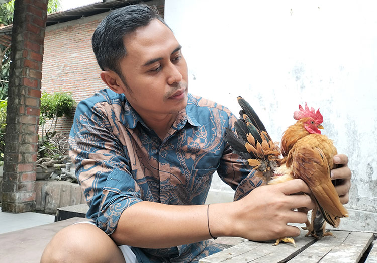 TERKEREK KONTES: Harga anakan ayam serama mulai Rp 100 ribu per ekor. Namun, jika sudah pernah menang kontes, harganya bisa mencapai Rp 10 juta, bahkan lebih.