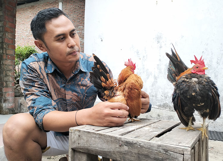 UNIK: Rudy Romadhona mengecek sejumlah ayam serama miliknya.