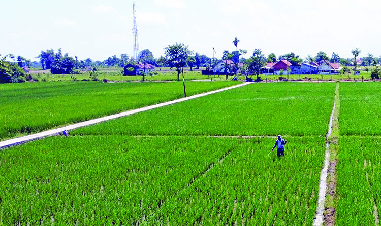 SEMPROT: Seorang petani di Kecamatan Gending, Kabupaten Probolinggo, menyemprot tanaman padinya dengan pestisida.