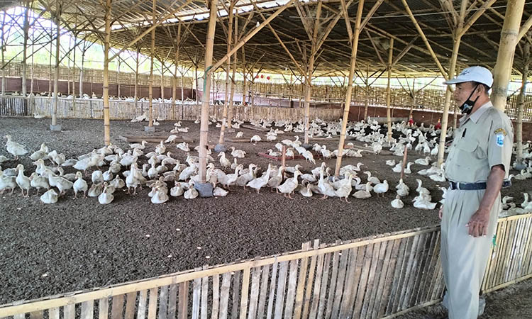 SEHAT: Perangkat Desa Maron Kulon mengecek pertumbuhan bebek di kandang di Dusun Kramat. Pembesaran bebek terus dilaksanakan dan diperluas pada setiap dusun.