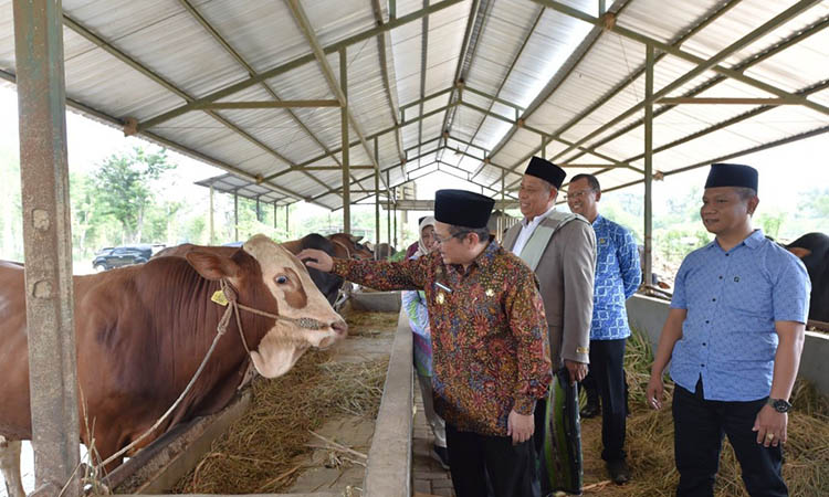PANTAU: Pj Bupati Pasuruan Dr. Andriyanto, S.H., M.Kes.&shy; memantau hewan ternak di Kabupaten Pasuruan.