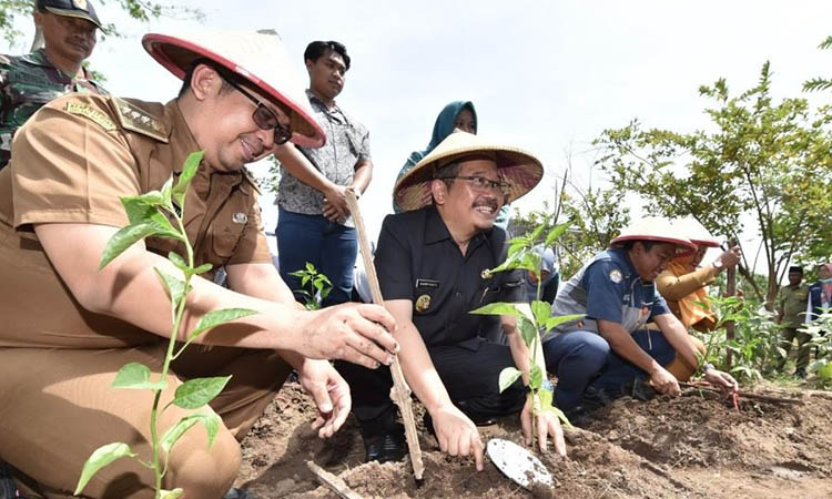 SEREMONIAL: Pj Bupati Pasuruan Dr. Andriyanto, SH, M.Kes&shy; menanam bawang merah dan cabe saat Launching Gertam Babe di Kawisrejo, Rejoso 27 Agus