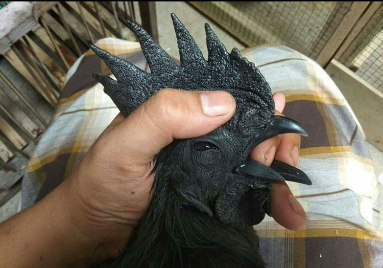 LEGAM: Salah satu ayam milik Agus Hidayat, yang hitam legam. Termasuk jenggernya.