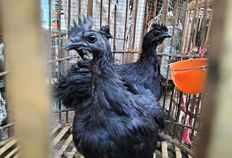 BANYAK DIBURU: Sejumlah ayam cemani peliharaan Sumam. Ayam cemani ini banyak diburu warga ketika memasuki bulan Sura.