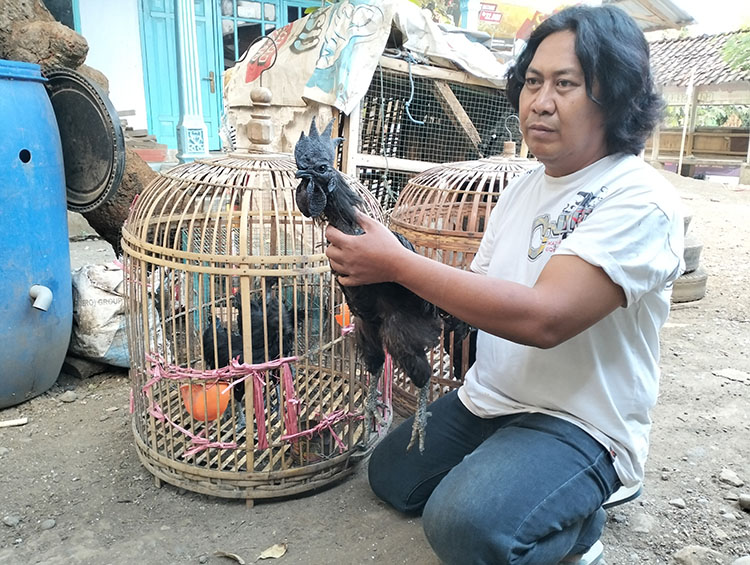 BULU BIASA: Sumam menunjukkan salah satu ayam cemani jenis bulu biasa. Jenis ini banyak diburu penghobi dan juga sering dikonteskan.