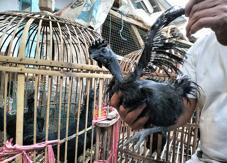 TELATEN: Sumam menunjukkan salah satu ayam cemani jenis bulu walik. Bulunya berbeda dengan jenis lainnya.