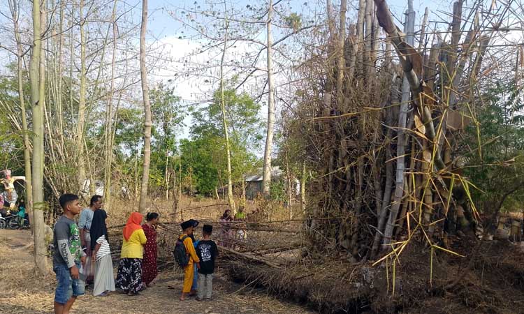 TARIK PERHATIAN WARGAL: Serumpun pohon bambu yang berdiri sendiri di Desa Tongas Wetan, Kecamatan Tongas, Kabupaten Probolinggo. (Vikry Romadhoni/ Radar Bromo)
