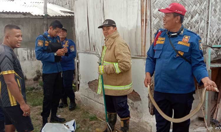 EVAKUASI: Tim Damkar Satpol PP Kota Probolinggo mengevakuasi ular kobra di Kelurahan Mangunharjo, Kecamatan Mayangan, Jumat (4/10).