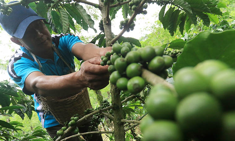 PANEN: Seorang petani kopi di wilayah Kabupaten Pasuruan saat memanen biji kopi. Harga kopi dan permintaan kopi global, cenderung naik.