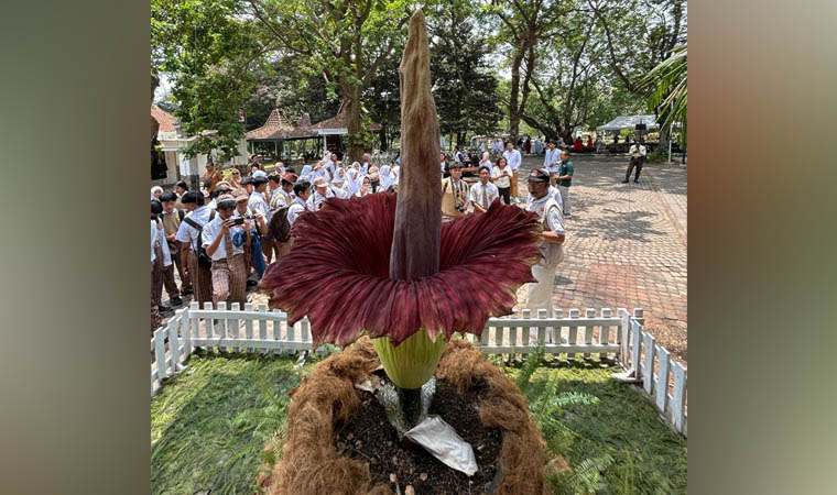 MOMEN LANGKA: Bunga Amorphopallus Titanum yang mekar pertama kalinya di Kebun Raya Purwodadi. Bunga ini mekar sempurna pada Minggu (13/10) lalu.