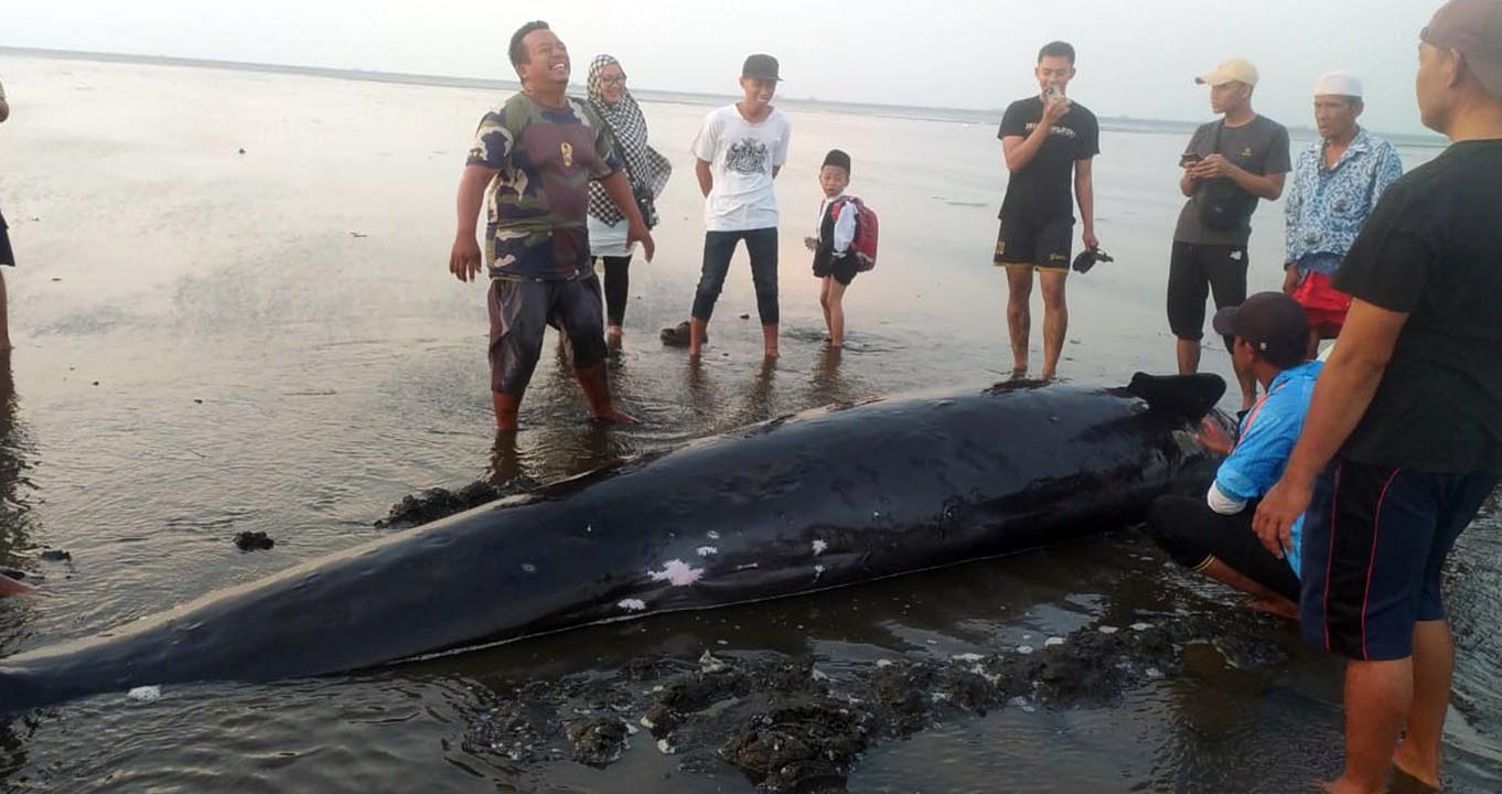 Seekor paus yang terdampar di kawasan Pantai Permata, Kota Probolinggo, Jumat (18/10)