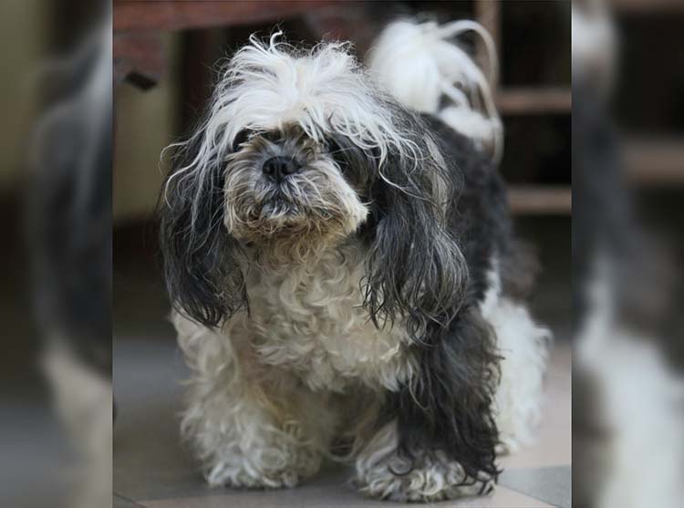 LUCU: Dona, salah satu anjing jenis Shih Tzu milik Lelyana.