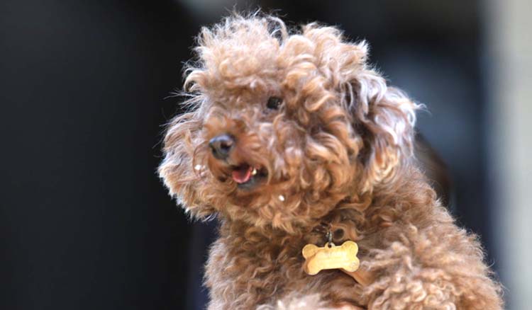 CANTIK: Salah satu anjing jenis Poodle milik Lelyana tampak lucu.