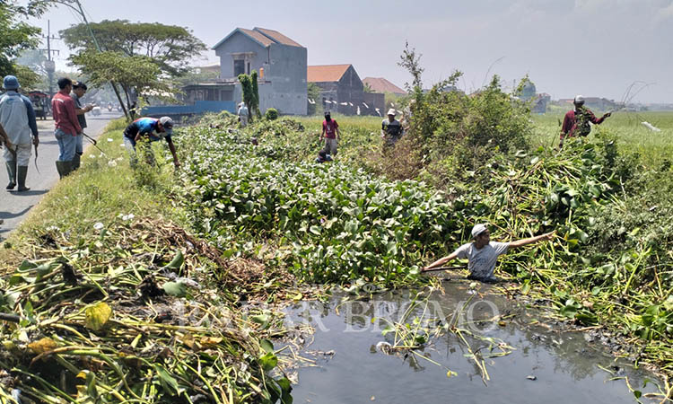 KOTOR: Forus DAS Wrati dan sejumlah pihak saat bersih-bersih anak sungai Kali Wrati di Beji yang permukaannya dipenuhi enceng gondok dengan kondisi air keruh dan berbau, kemarin (30/10).