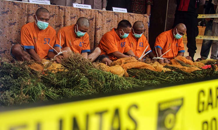 DIAMANKAN: Temuan tanaman ganja yang kembali dicabut di lima titik baru di kawasan TNBTS Lumajang. (M Hasbi/ Radar Semeru)