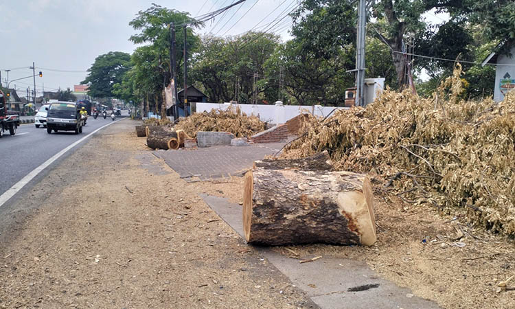 MENGGANGGU: Sisa pemotongan pohon tepian jalan di Desa Suwayuwo, Kecamatan Sukorejo yang dipersoalkan. Karena mengganggu kenyamanan.