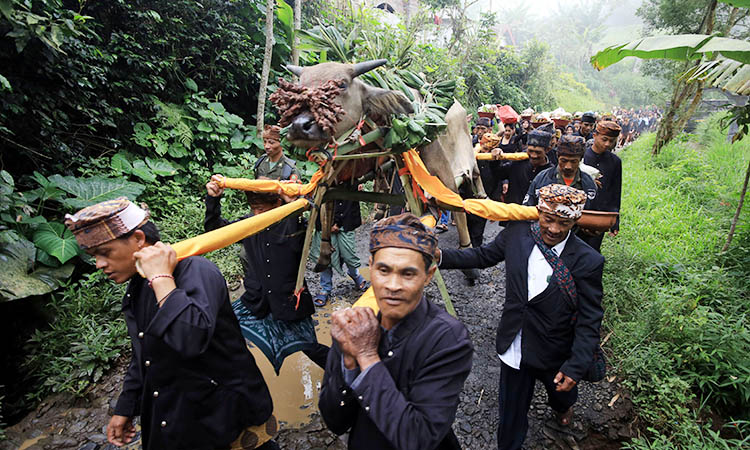 TOLAK BALAK: Warga Sapikerep saat menggotong kerbau sembelihan. Kerbau dijadikan salah satu persembahan untuk menolak balak. Karena dalam mitologi, kerbau dianggap sebagai tunggangan Dewa Kebijakan.