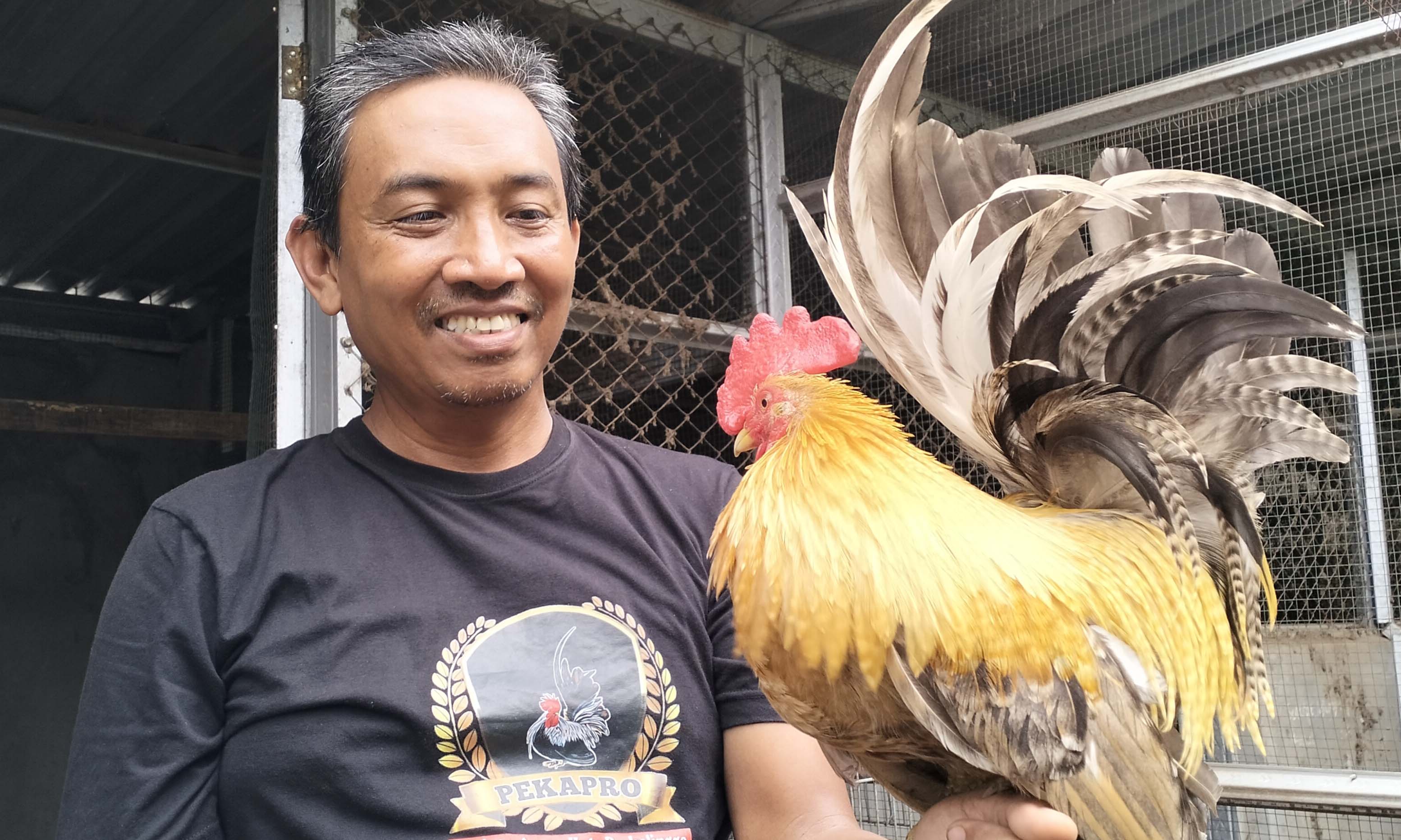 MENARIK: Junaidi Abdillah, bersama salah satu ayam kate Mataraman.
