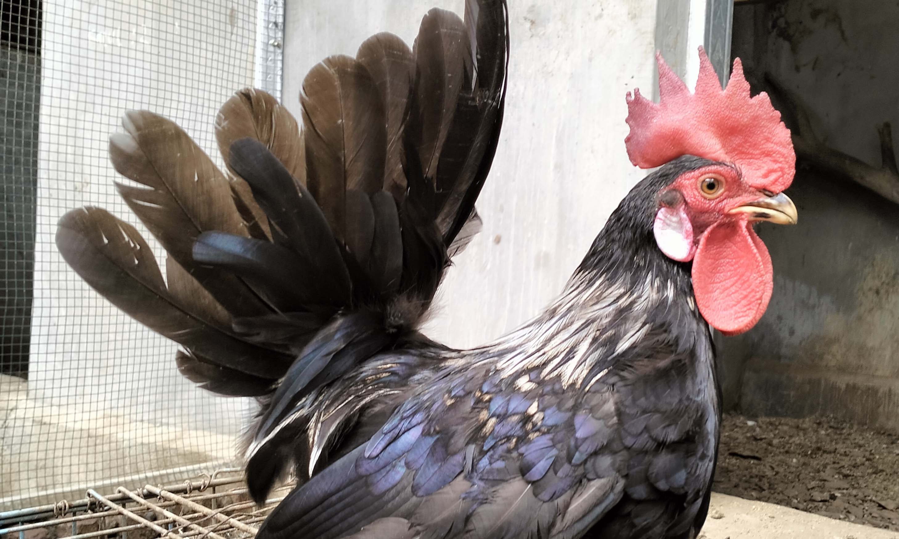 BLACK CABO: Salah satu ayam kate jantan black cabo milik Junaidi, begitu mungil.