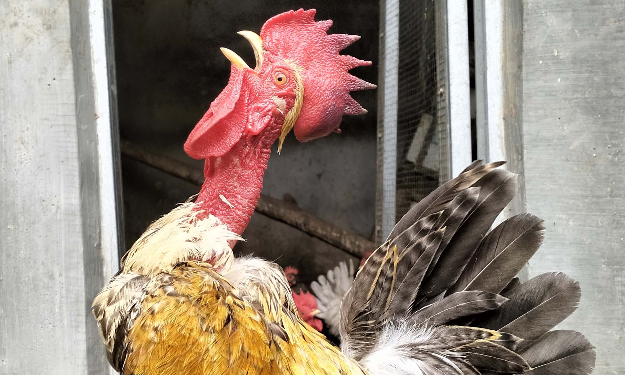 LEGUN: Salah satu ayam kate jantan leher gundul milik Junaidi, terlihat berkokok.