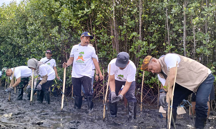PENANAMAN:&nbsp; DLH Kabupaten Probolinggo menanam mangrove di Desa Pesisir, Kecamatan Gending beberapa waktu lalu.
