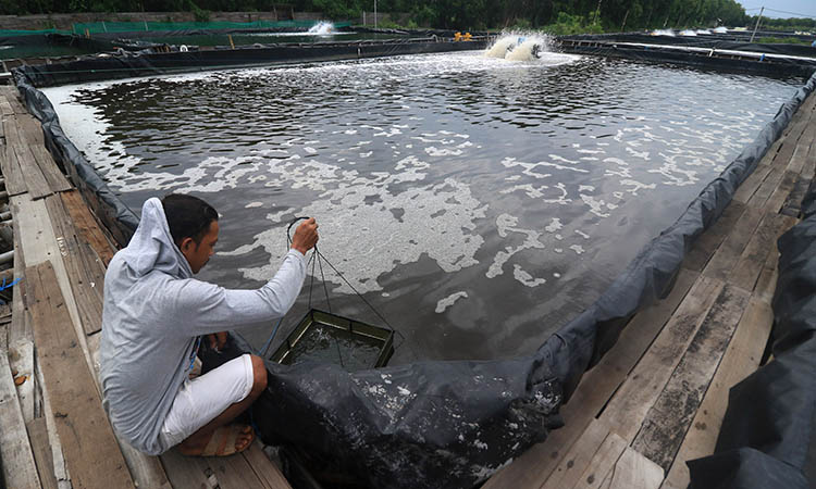 SUMBANGSIH BESAR: Salah satu pembudidayaan udang di wilayah Kota Pasuruan. Udang menjadi penyumbang produksi perikanan budi daya yang cukup besar.