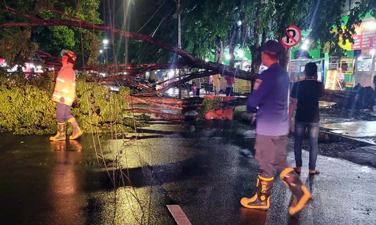 TUTUP JALAN: Pohon angsana tiba-tiba tumbang dan menutup Jalan Trunojoyo, Kota Probolinggo, Kamis (12/12) malam. Seorang ibu dan anaknya dilarikan ke rumah sakit karena terluka.