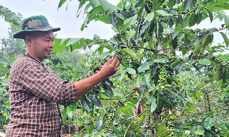 BERKUALITAS: Nur Hidayat, Ketua kelompok tani organic (KTO) Sumber Makmur Abadi  (Sumandi) di Desa Jatiarjo, Kecamatan Prigen menunjukkan kopi yang dikelola anggotanya. (M Busthomi/ Radar Bromo)