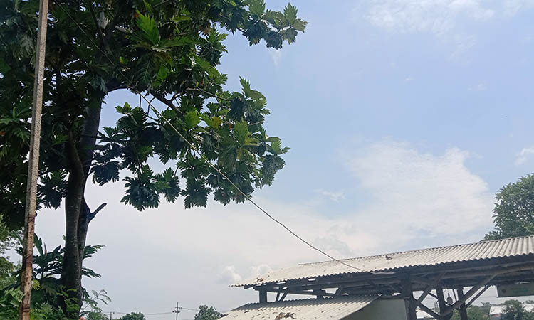 DIJAGA NAGA: Pohon sukun yang ada di sekitaran makam. Konon, warga percaya kalau makam Kiai Tuan ditunggui naga yang tinggal di pohon sukun.