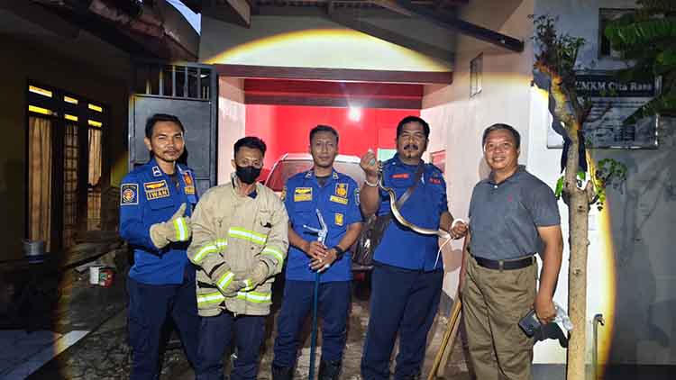 RESCUE: Tim Damkar Satpol PP Kota Probolinggo mengevakuasi ular dari rumah warga Kelurahan Jati, Kecamatan Mayangan, Kota Probolinggo, Jumat (10/1) petang.