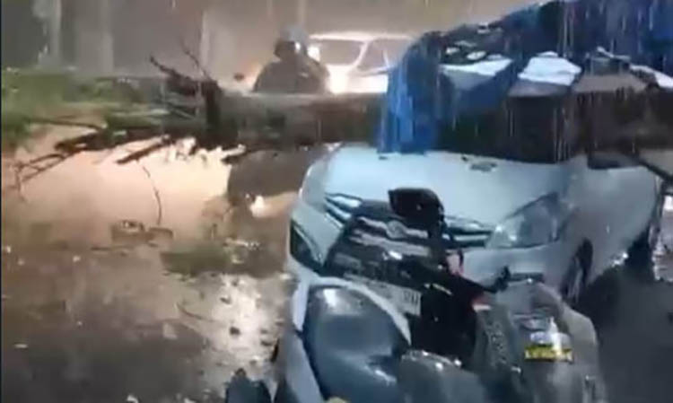 APES: Mobil Ertiga yang tertimpa pohon di Jalan Panglima Sudirman Kraksaan, Kamis (9/1) sore.
