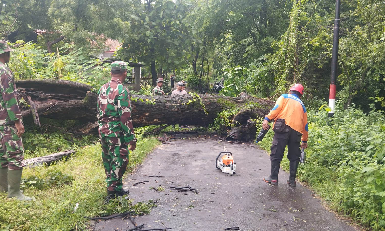 DIGERGAJI: Petugas mengevakuasi pohon trembesi yang tumbang di Dusun Krajan, Desa Sumberbendo, Kecamatan Sumberasih.
