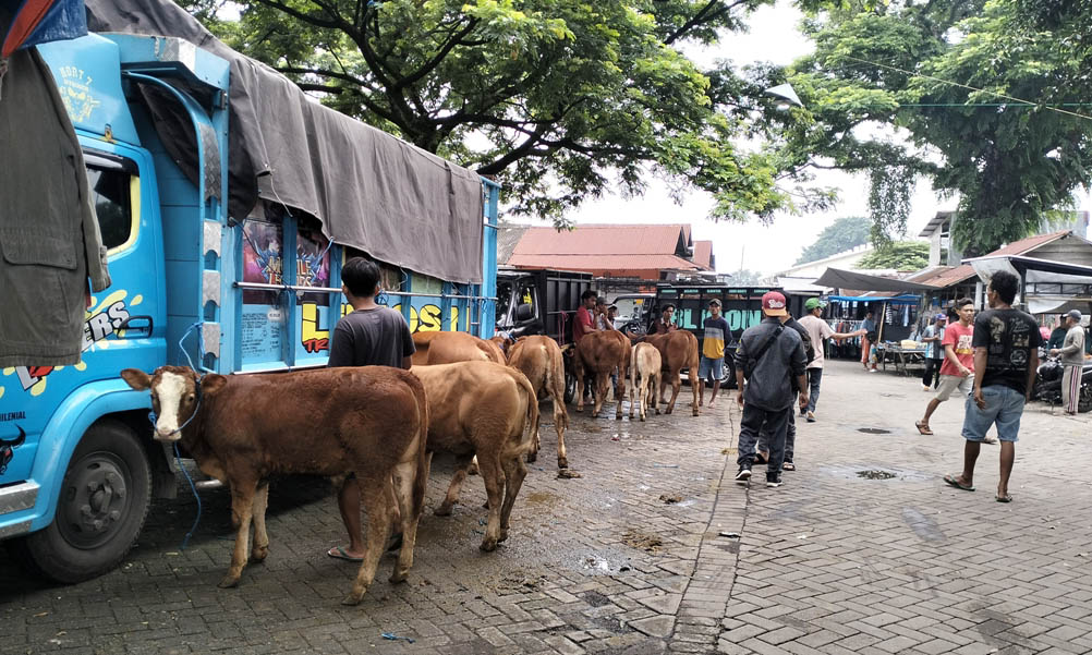 MENGAKU TIDAK TAHU: Hewan ternak sapi dan sejumlah blantik yang datang ke Pasar Hewan di Pasar Sukorejo.