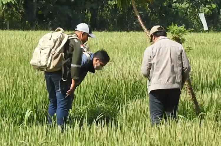 TELITI: Komunitas PJSP menelusuri jejak sejarah di Kecamatan Guling, Kabupaten Pasuruan.