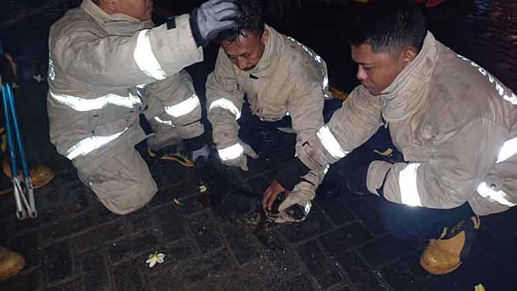 EVAKUASI: Tim Damkar Satpol PP Kota Probolinggo mengevakuasi biawak di salah satu penginapan di Jalan Mawar Merah, Kelurahan Sukabumi, Kecamatan Mayangan, Kota Probolinggo, Sabtu (18/1) malam.