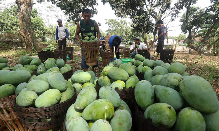 PANEN: Petani mangga di wilayah Kecamatan Rembang saat panen beberapa waktu lalu. Pemkab Pasuruan menargetkan produksi mangga naik 3 ribu ton.