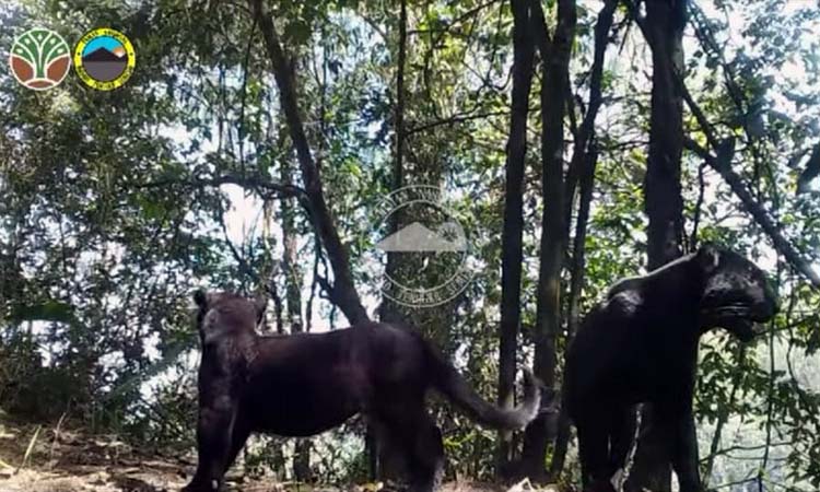 Dua ekor macan tutul atau macan kumbang yang terekam kamera di area hutan TNBTS. (Screenshoot BB TNBTS)
