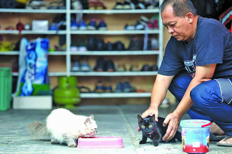 Kasih makan: Salah seorang pecinta kucing memberi makan kucing peliharaannya.