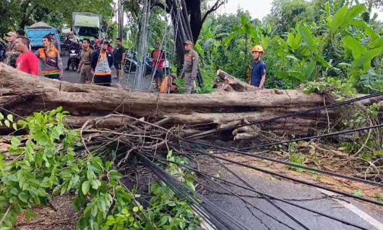 Petugas saat berupaya mengevakuasi pohon tumbang yang melintang di jalan raya Wonorejo, Pasuruan (30/1).