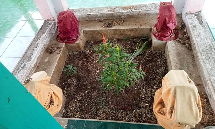 KEMBANG: Keberadaan bunga yang disebut-sebut menjadi petunjuk keberadaan makam Bujuk Tapah. Bujuk Tapah sendiri merupakan sosok dari Madura yang dipercaya sebagai pembabat alas Desa Sidomulyo.