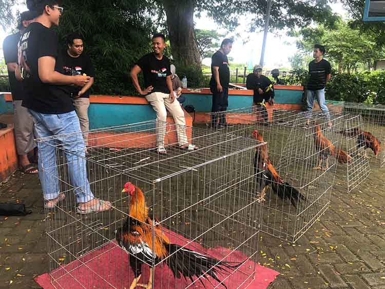 SENANG: Kopali Projang memamerkan sejumlah koleksi ayam jago ekor lidi di Taman Maramis Kota Probolinggo, Minggu (9/2).