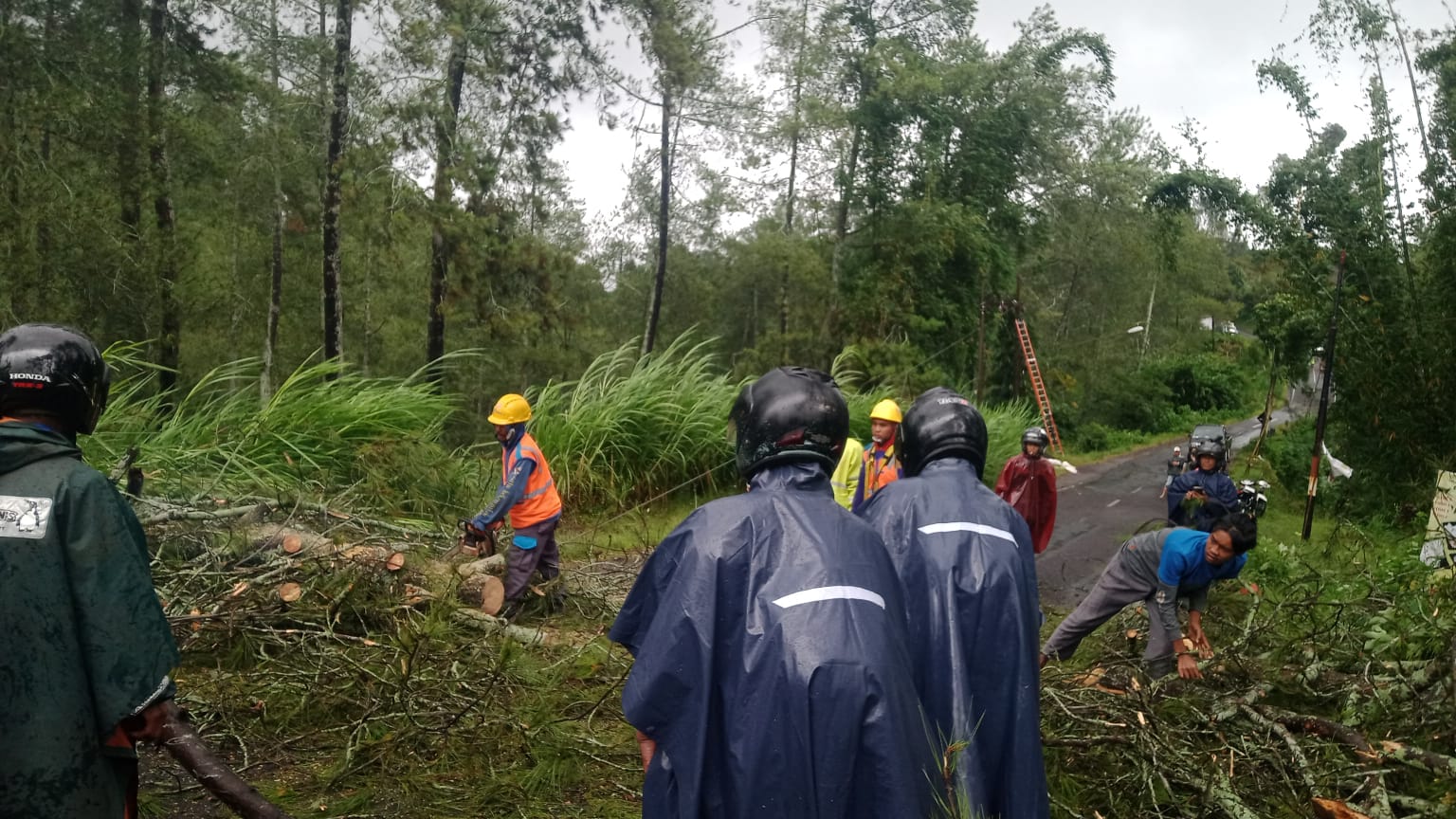 TKP: Lokasi pohon tumbang menimpa pengendara motor saat melintas, di Dusun Putuk, Desa Wonosari, Kecamatan Tutur.