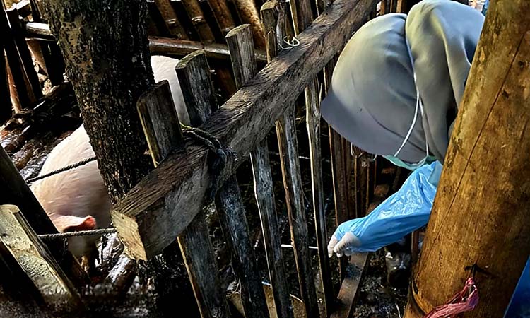 Petugas saat mengambil sampel darah salah satu babi di Tosari, Kabupaten Pasuruan, beberapa waktu lalu.