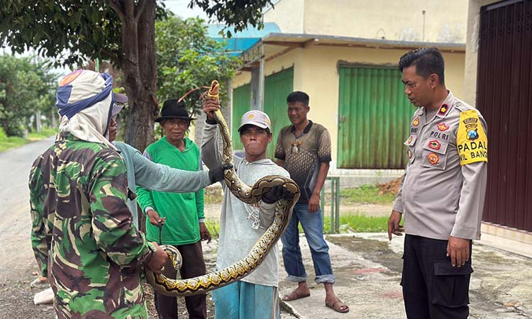 Seekor ular sanca berukuran sekitar 3 meter yang berhasil ditemukan pekerja lahan tebu. Ular tersebut kemudian diamankan untuk menghindari hal tak diinginkan.