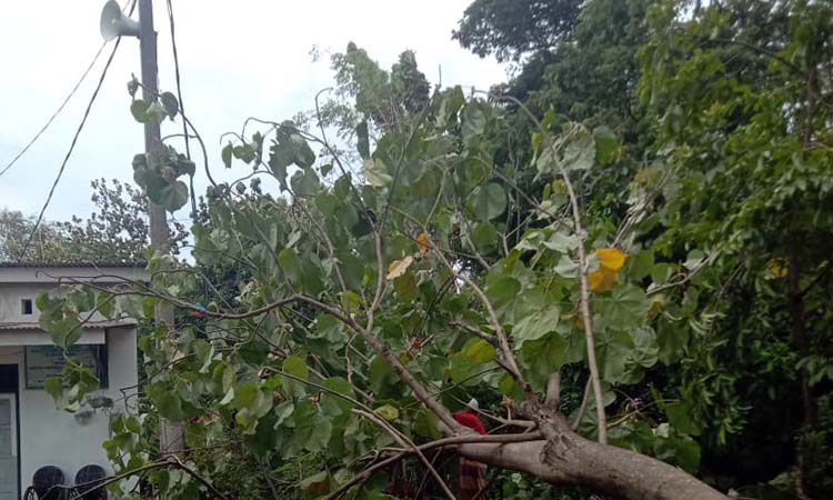 TERIMBAS CUACA EKSTREM: Kondisi pohon tumbang yang timpa jaringan listrik di Kertosoni, Gading, Probolinggo. (Agus Faiz Musleh/ Radar Bromo)